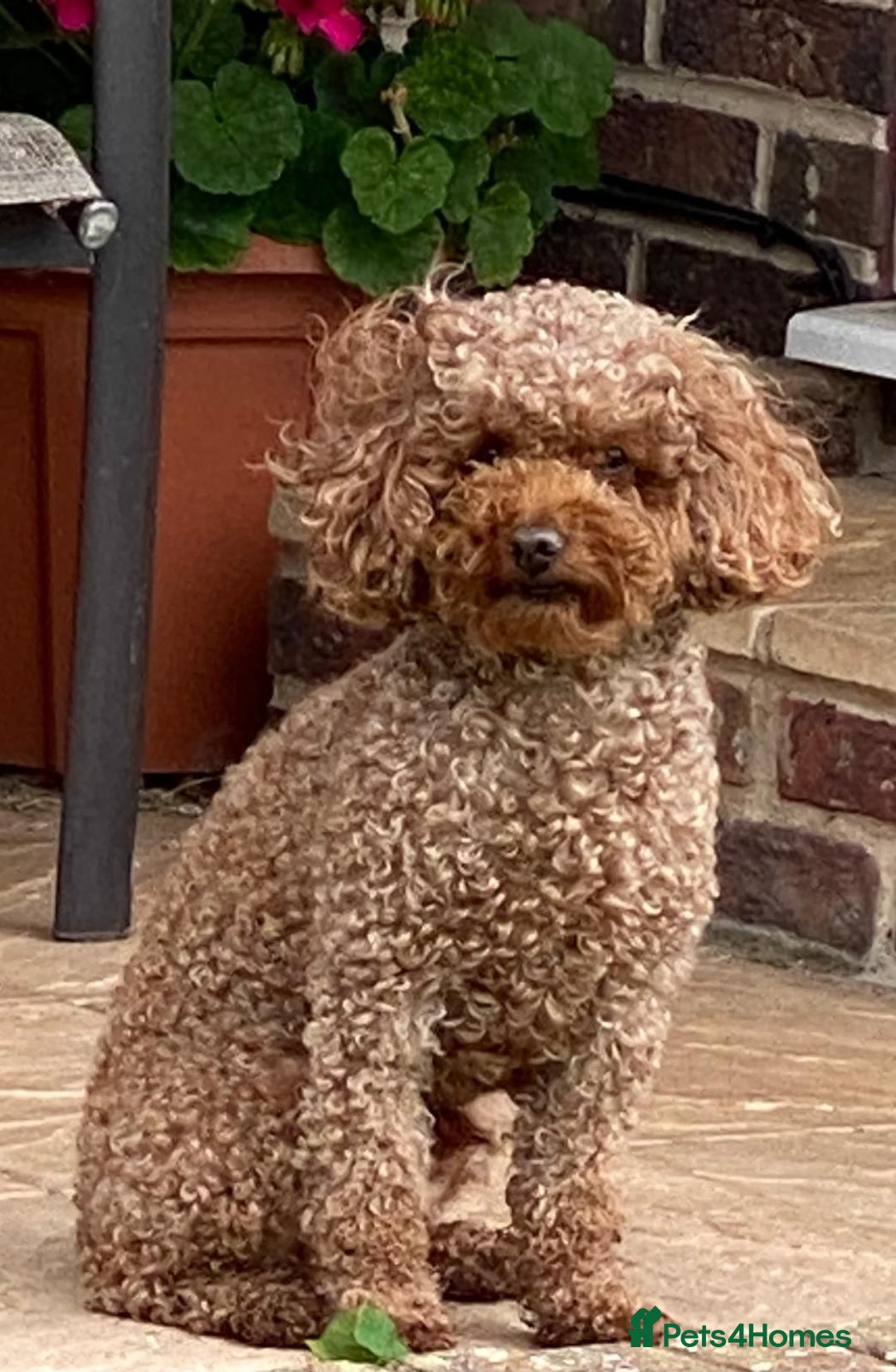 Toy Poodle dogs for stud: Proven red toy poodle For stud  ( Health tested )  in Rotherham - Image 1