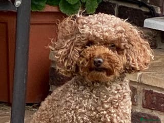 Toy Poodle dogs Proven red toy poodle For stud ( Health tested ) in Rotherham - Advert 1