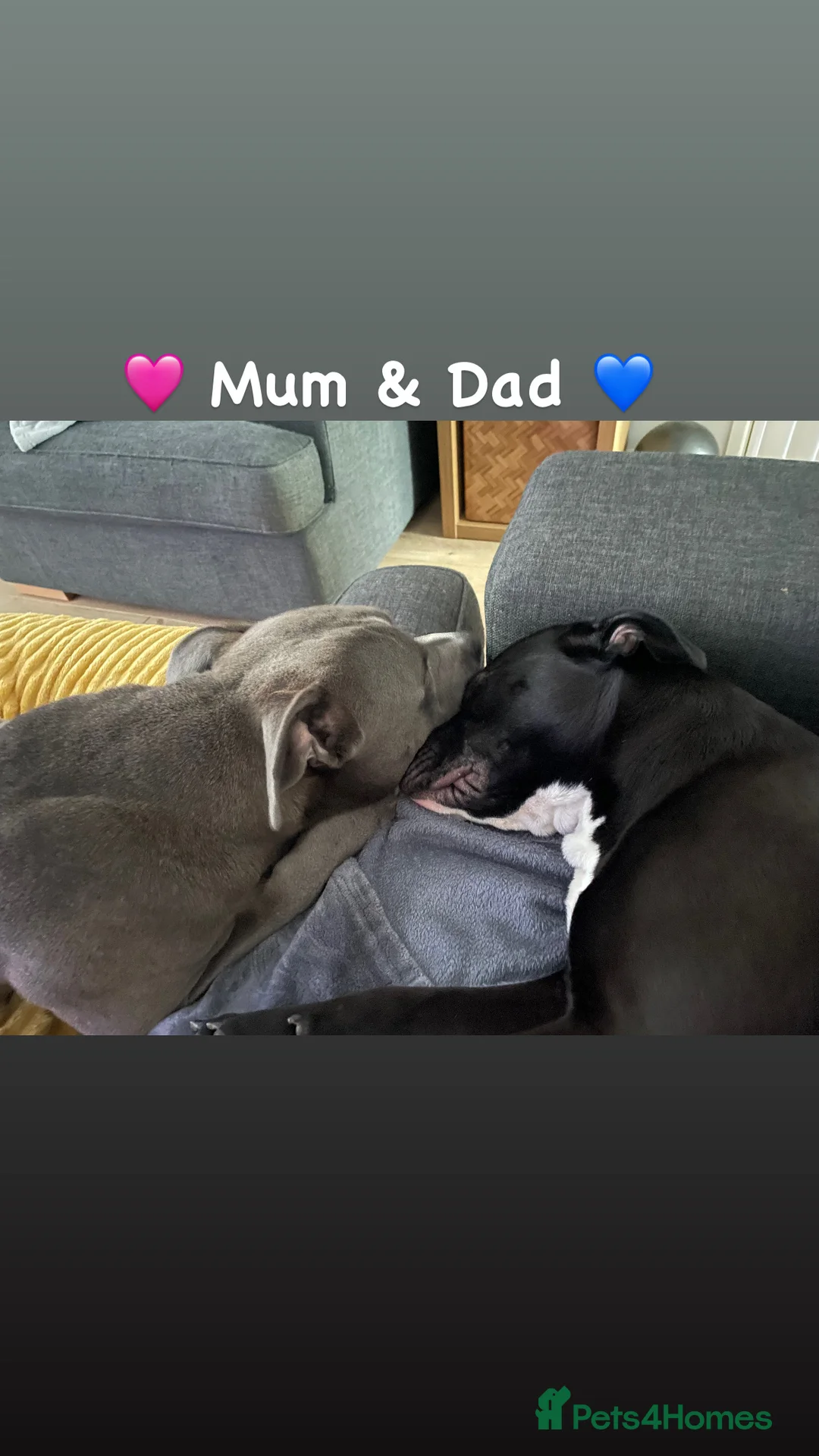Staffordshire Bull Terrier dogs for sale: Staffordshire Bull Terrier Pups 💙🩷 - Advert 6