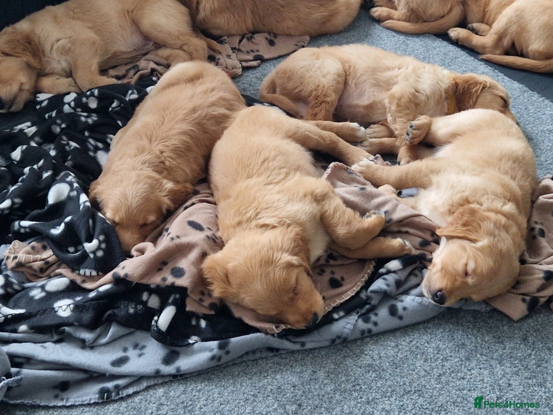 Golden Retriever dogs for sale: Red pups KC Registered Golden Retriever in Oxted - Image 27