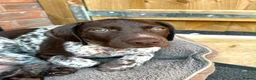 German Shorthaired Pointer dogs for sale: KC GSP boys ready for their forever homes ❤️ - Advert 5