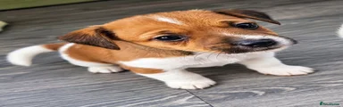 Jack Russell 1