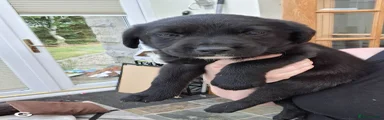  Green Collar