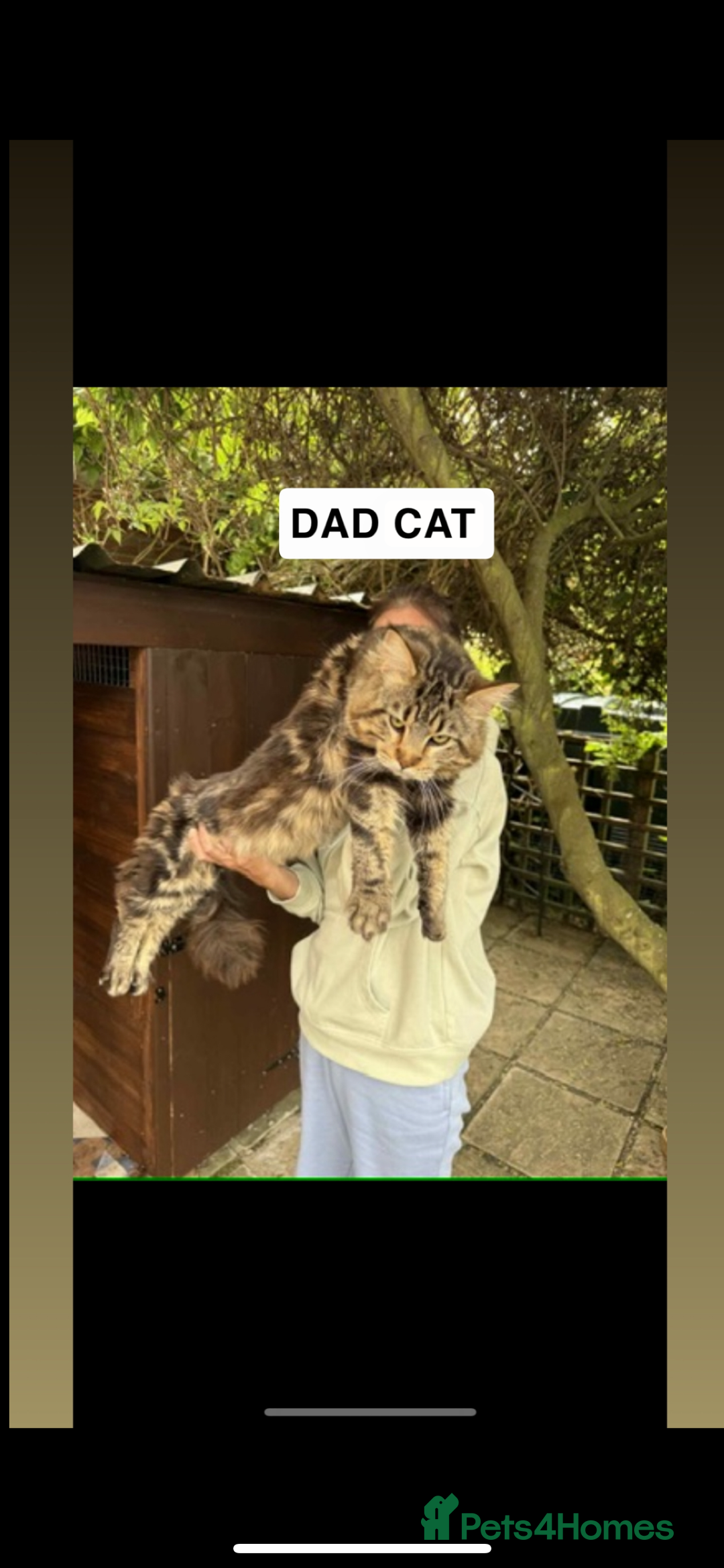 Maine Coon cats for sale: Beautiful Male Mainecoon  - Image 7