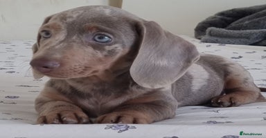 Dachshund dogs - Advert 4
