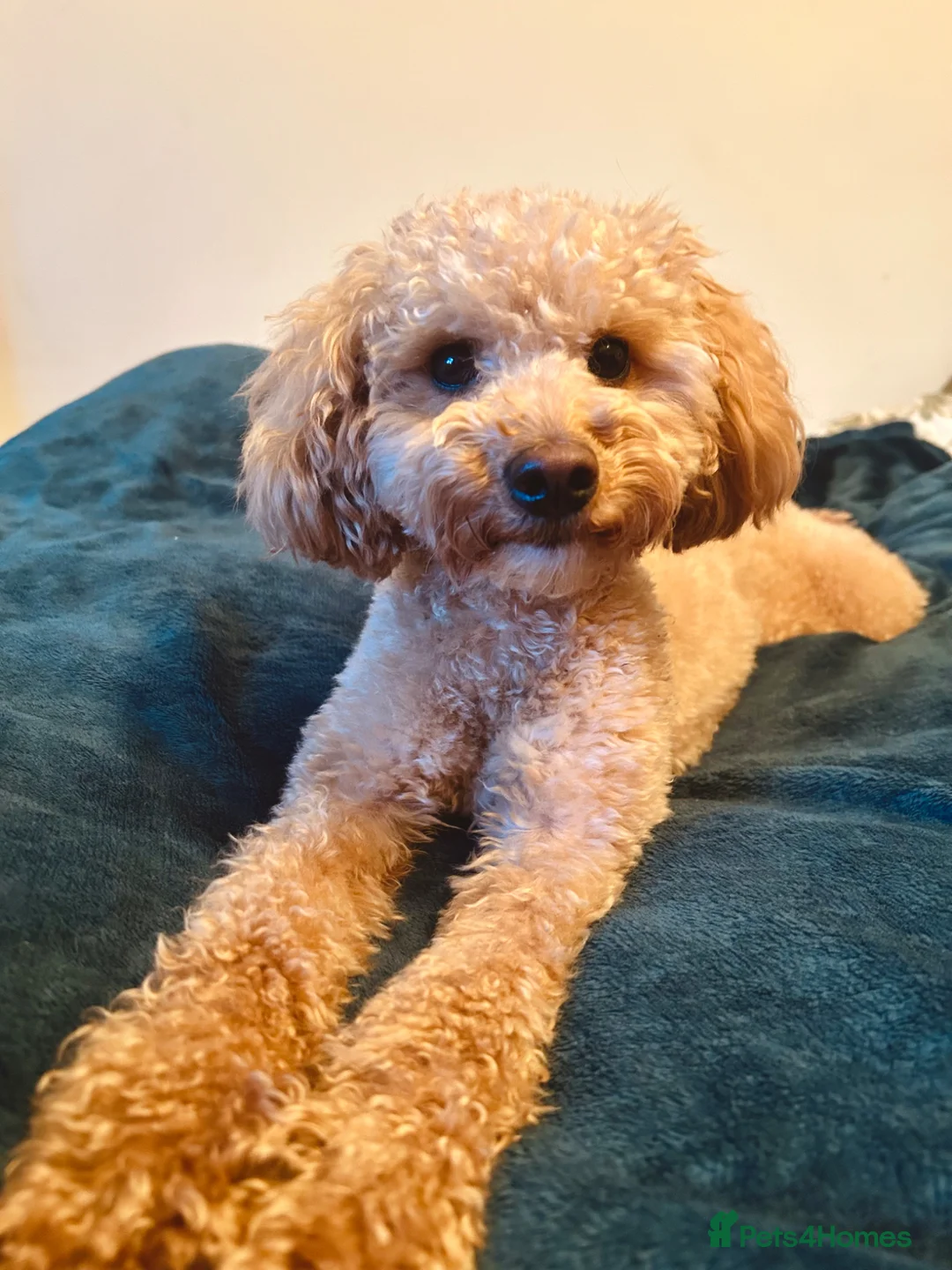 Toy Poodle dogs for sale: Rehoming Benji - Advert 1