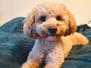 Toy Poodle dogs Rehoming Benji - Advert 9