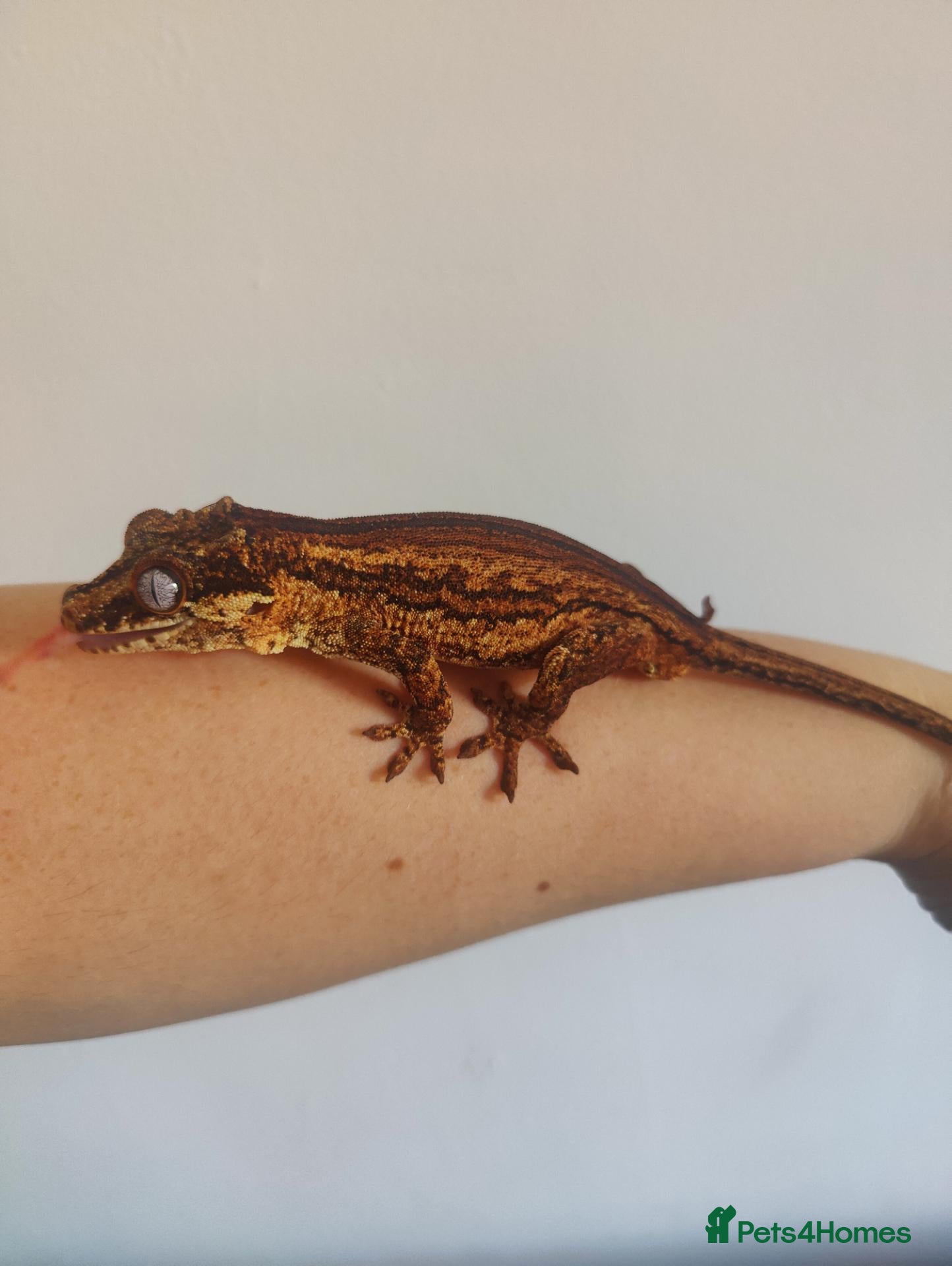 Gecko reptiles Gargoyle Gecko - Advert 2