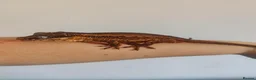 Gecko reptiles for sale: Gargoyle Gecko in Mansfield - Advert 1