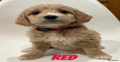 Mixed Breed dogs - Advert 4