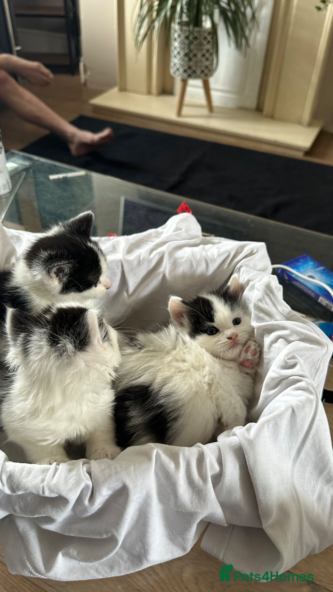 Mixed Breed cats Beautiful kitten - Advert 4