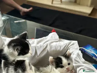 Mixed Breed cats Beautiful kitten - Advert 2