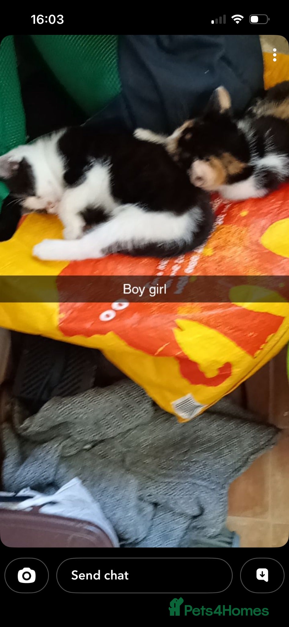 Mixed Breed cats Rescue kittens - Advert 1