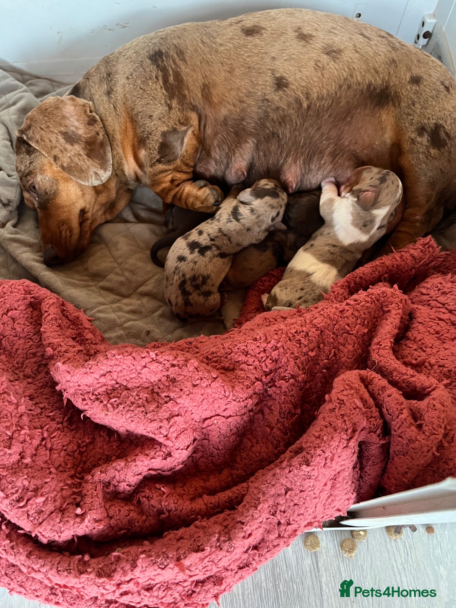 Miniature Dachshund dogs Mini Dachshund puppies  - Advert 1