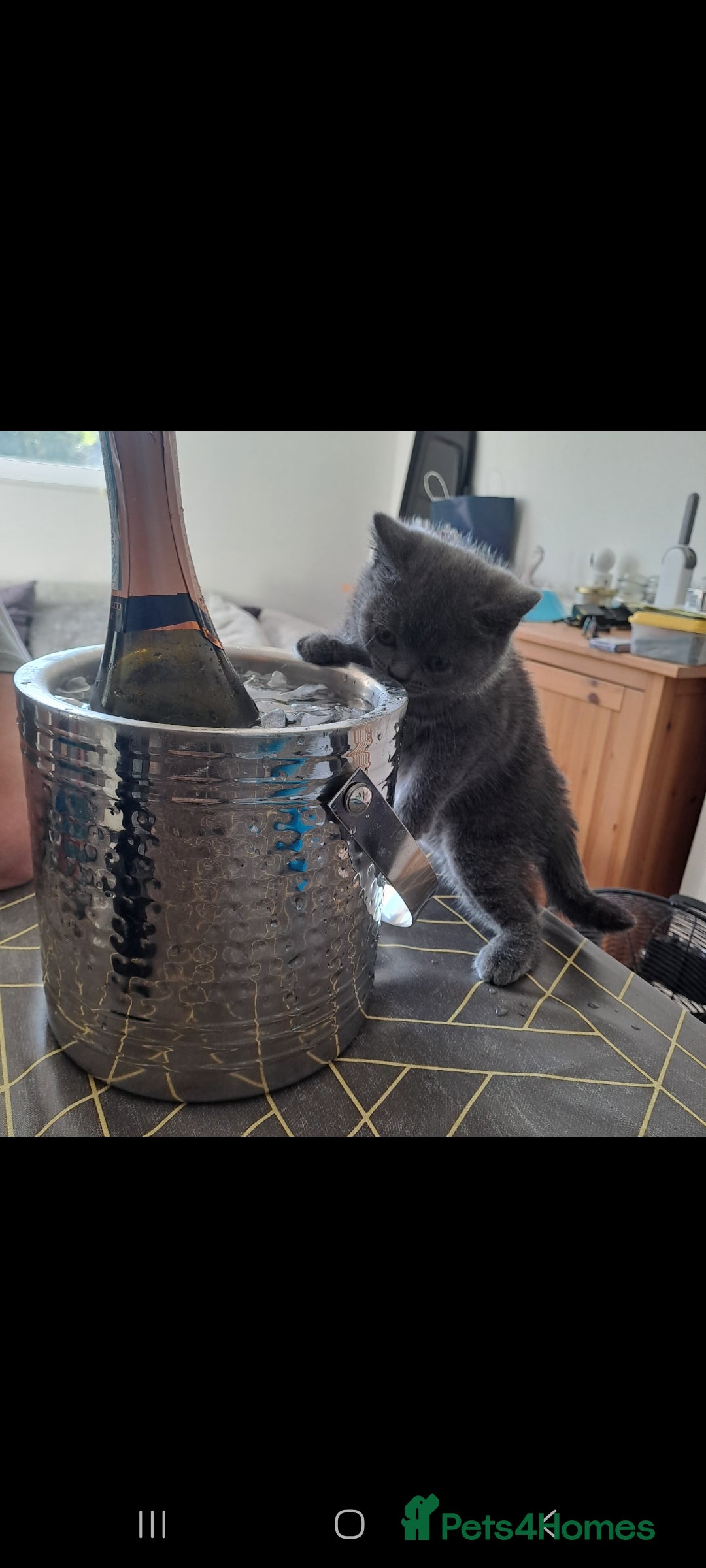 British Shorthair cats for sale: British shorthair - Image 6