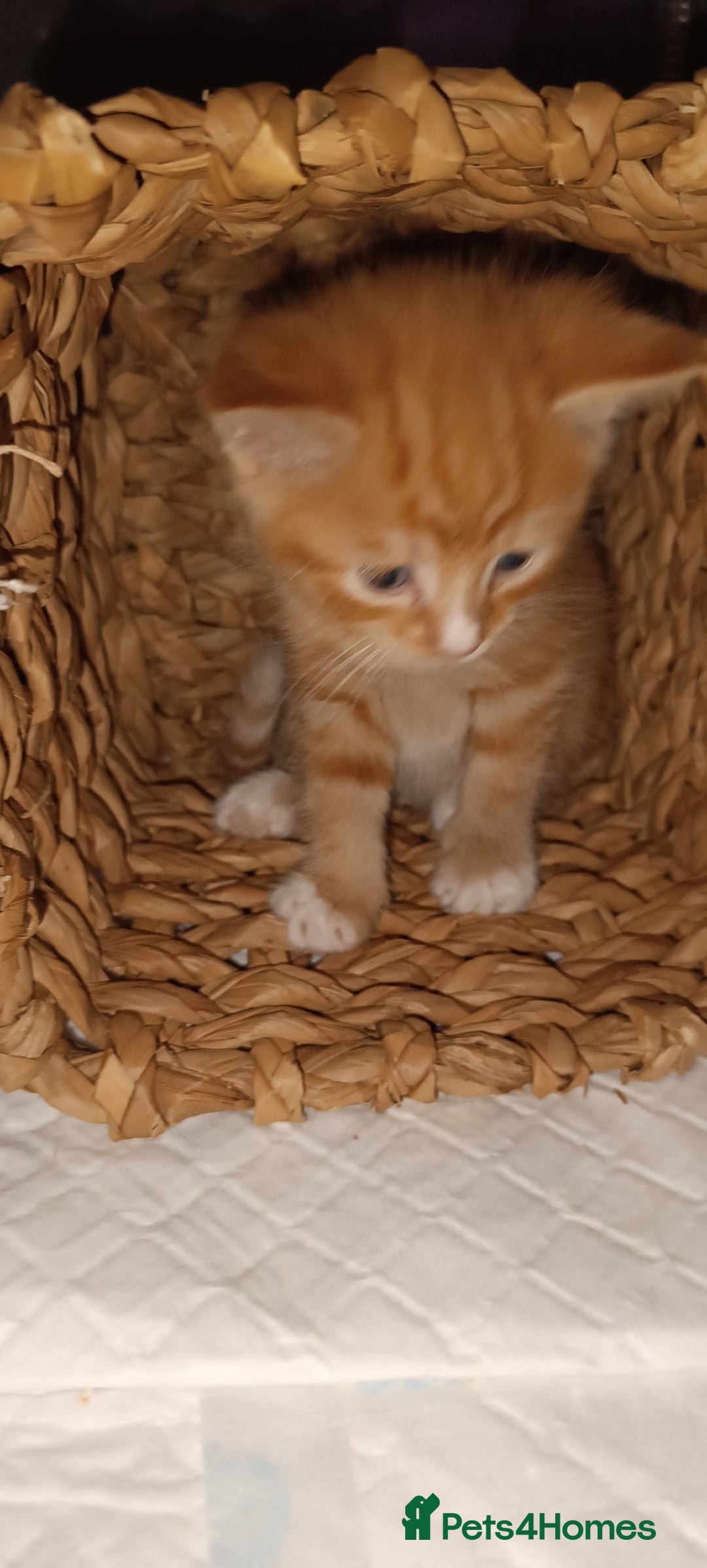 Mixed Breed cats for sale: Gorgeous kittens  - Image 15