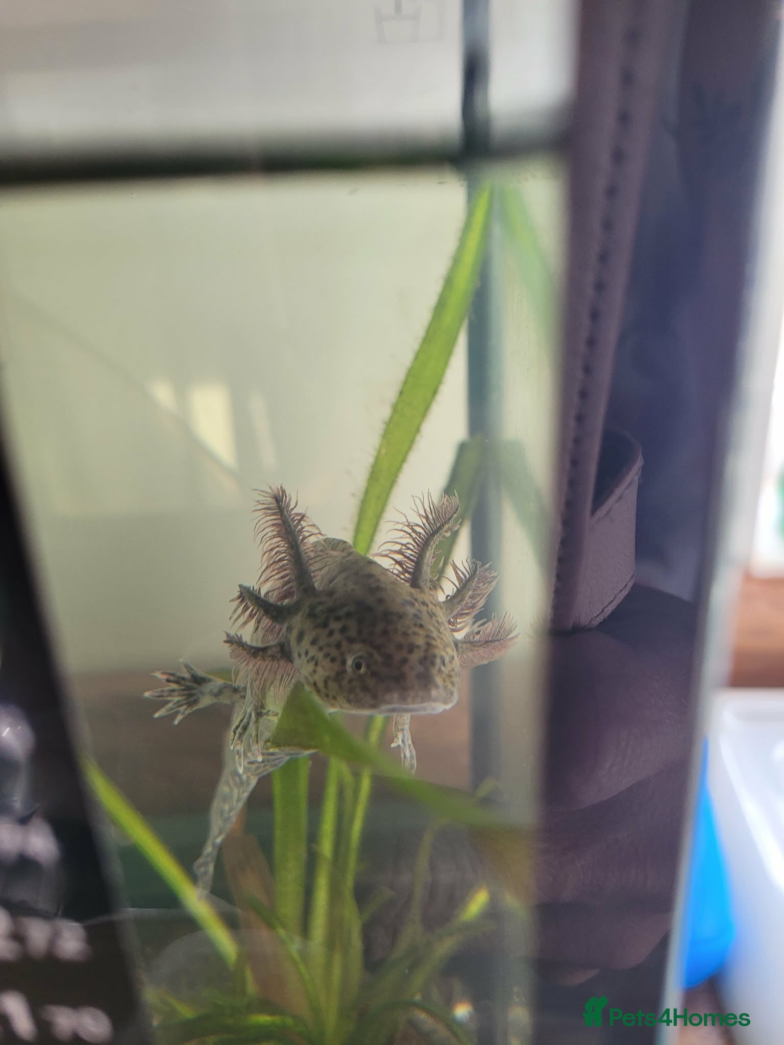 Axolotl reptiles Axolotl Jeuveniles  - Advert 2