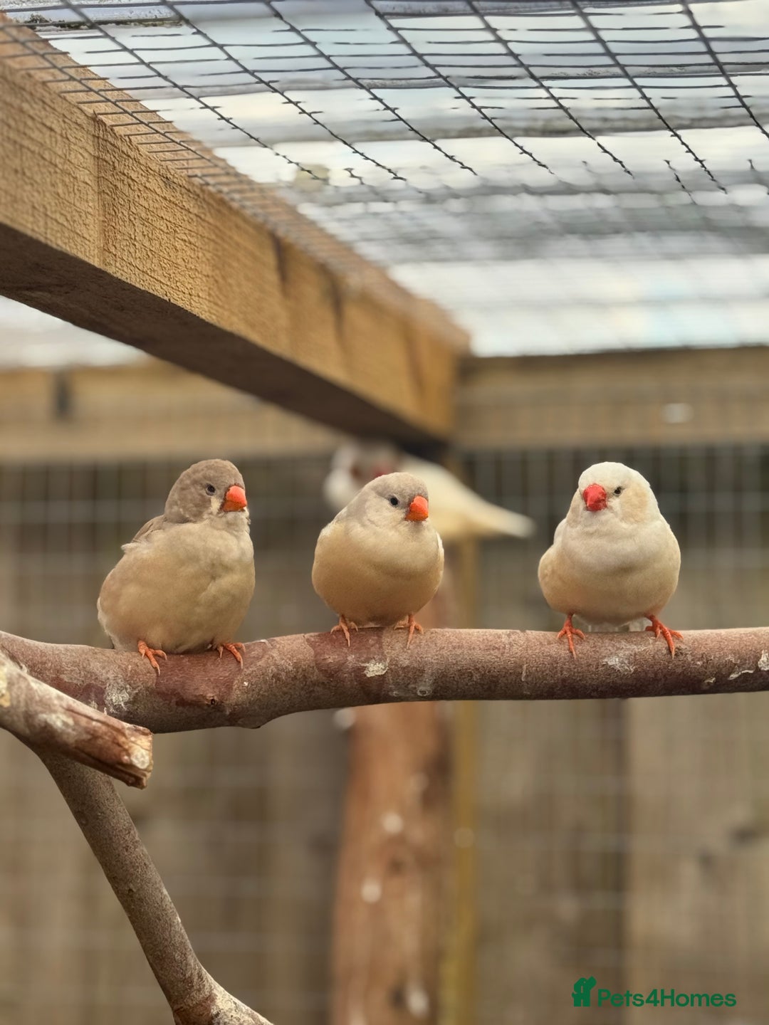 Conures birds for sale: Zebra finch mutations  - Image 5