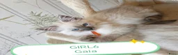 Ragdoll cats for sale: Ragdoll  - Advert 8