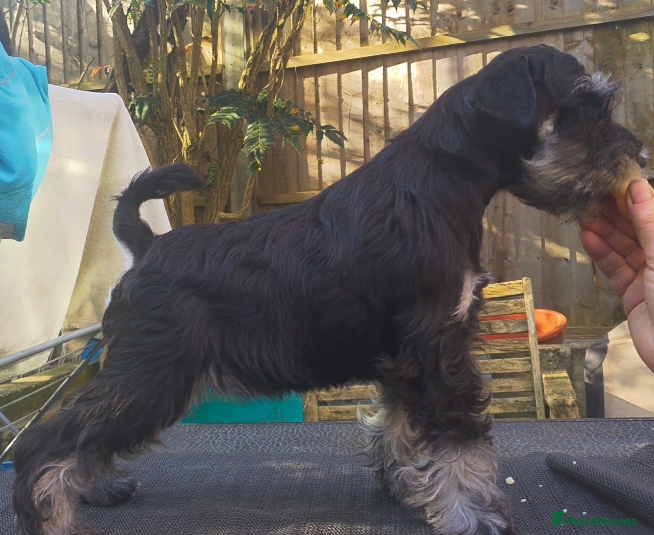 Miniature Schnauzer dogs Beautiful Black&Silver Boys  - Advert 2