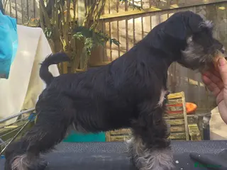 Miniature Schnauzer dogs Beautiful Black&Silver Boys - Advert 2