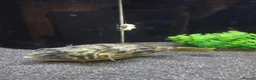 Pufferfish fish for sale: Fahaka puffer and tank - Advert 3