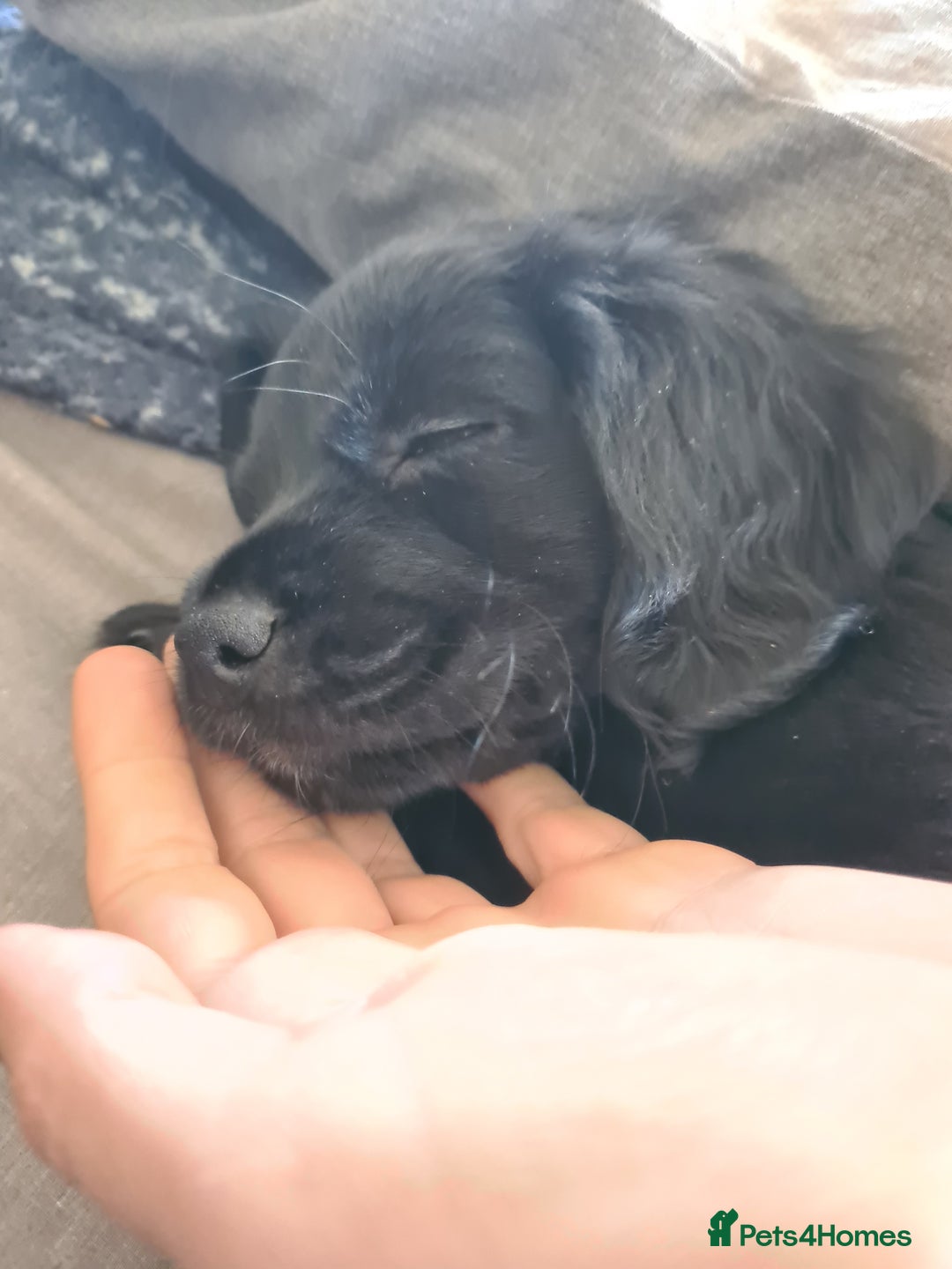 Mixed Breed dogs for sale: Beautiful litter of spaniel Cross  - Image 29