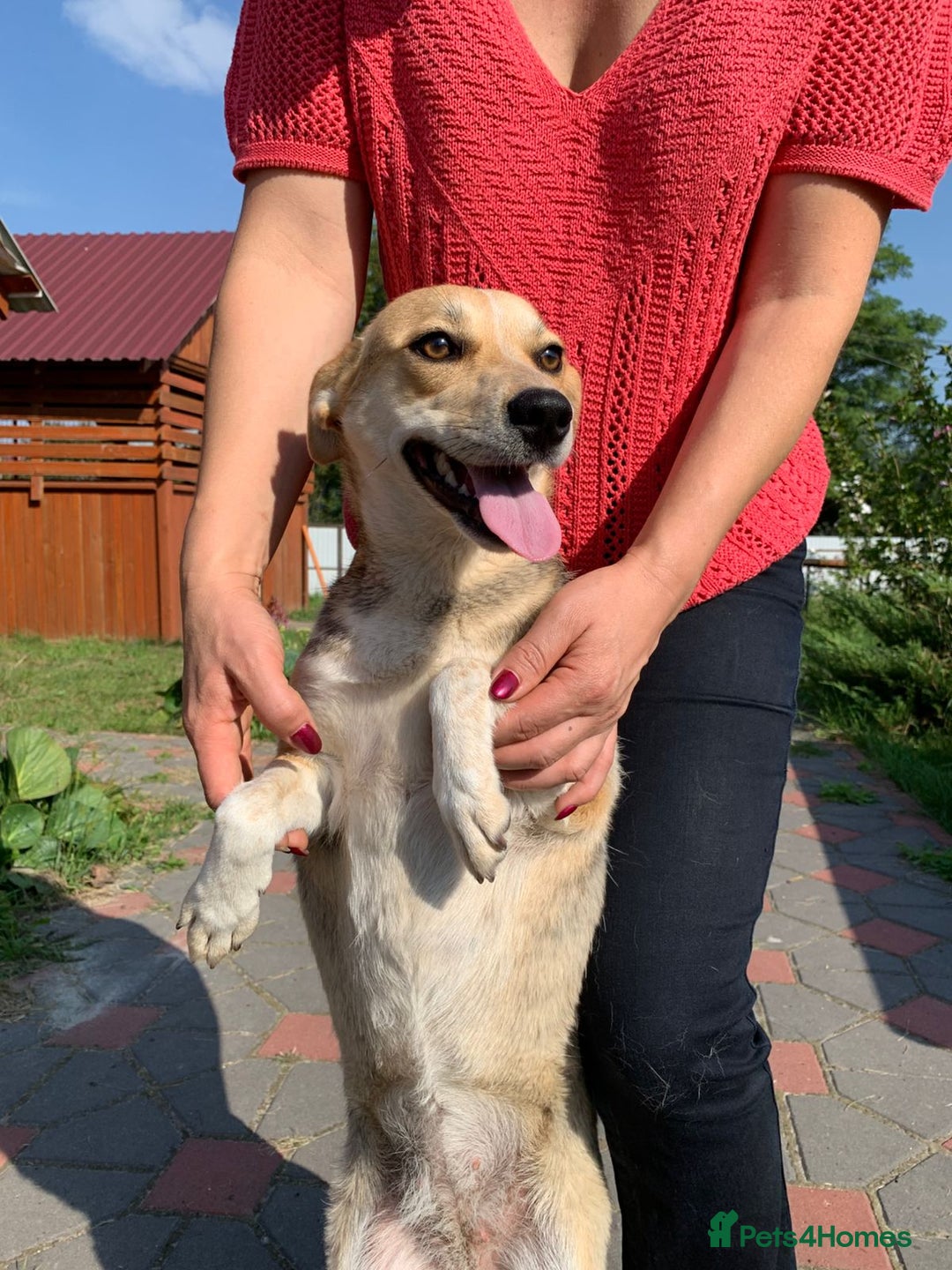 Mixed Breed dogs for adoption: 💖🐶 ROSITA 🐶💖 - Image 7