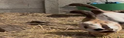 Ducks poultry for sale: Inseparable Campbell-Runner Drakes Adoption:Urgent - Advert 4