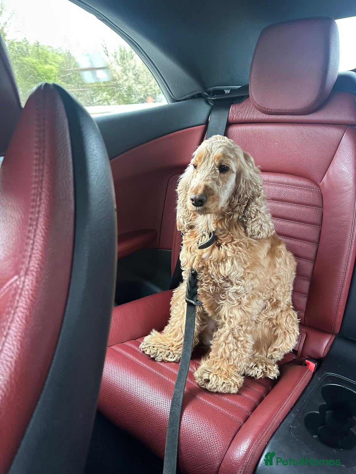 Cocker Spaniel dogs for sale: Golden working cocker spinel  - Advert 6