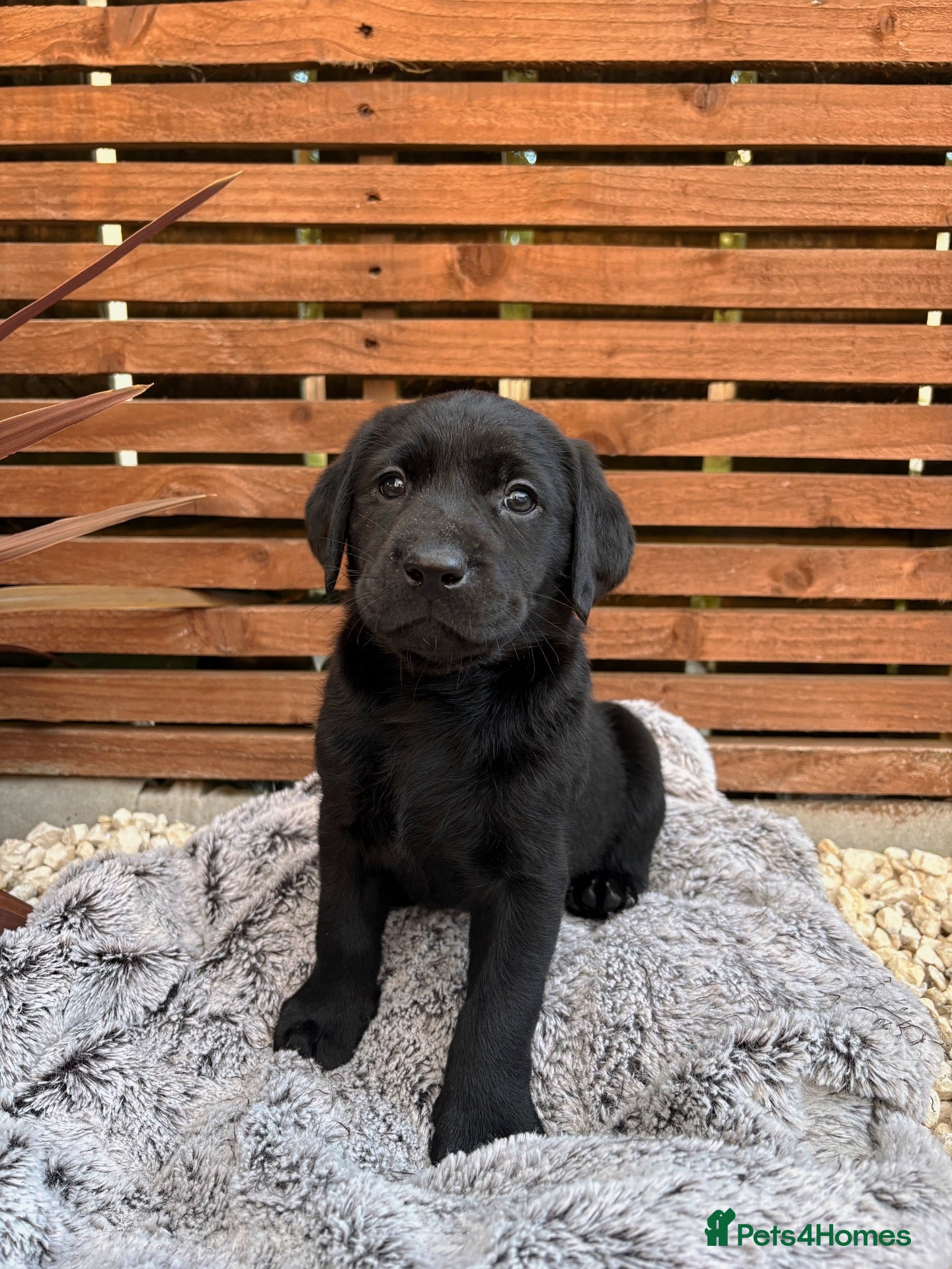 Labrador Retriever dogs KC Labrador Retrievers - Advert 10