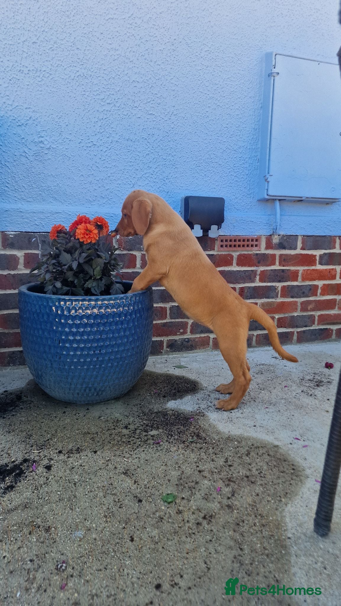 Labrador Retriever dogs Precious KC Reg Labrador Puppies Yellow/Fox Red - Advert 1