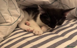Mixed Breed cats for sale: One kitten left with lovely markings! - Image 5