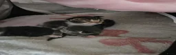Mixed Breed cats for sale: 3 baby kittens  - Advert 13