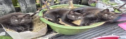 Mixed Breed cats for sale: Cuddly Kittens (Ready to Go) - Advert 1