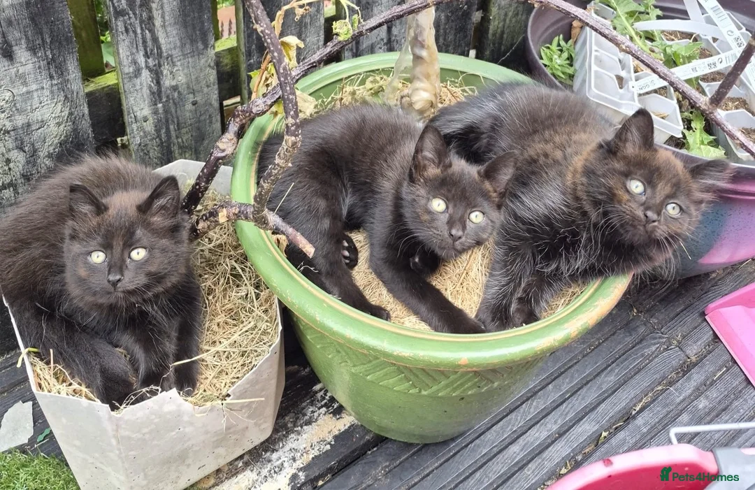 Mixed Breed cats for sale: Cuddly Kittens (Ready to Go) - Advert 1
