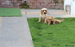 Cockapoo dogs for sale: Beautiful F1 Cockapoo puppies for sale - Image 24