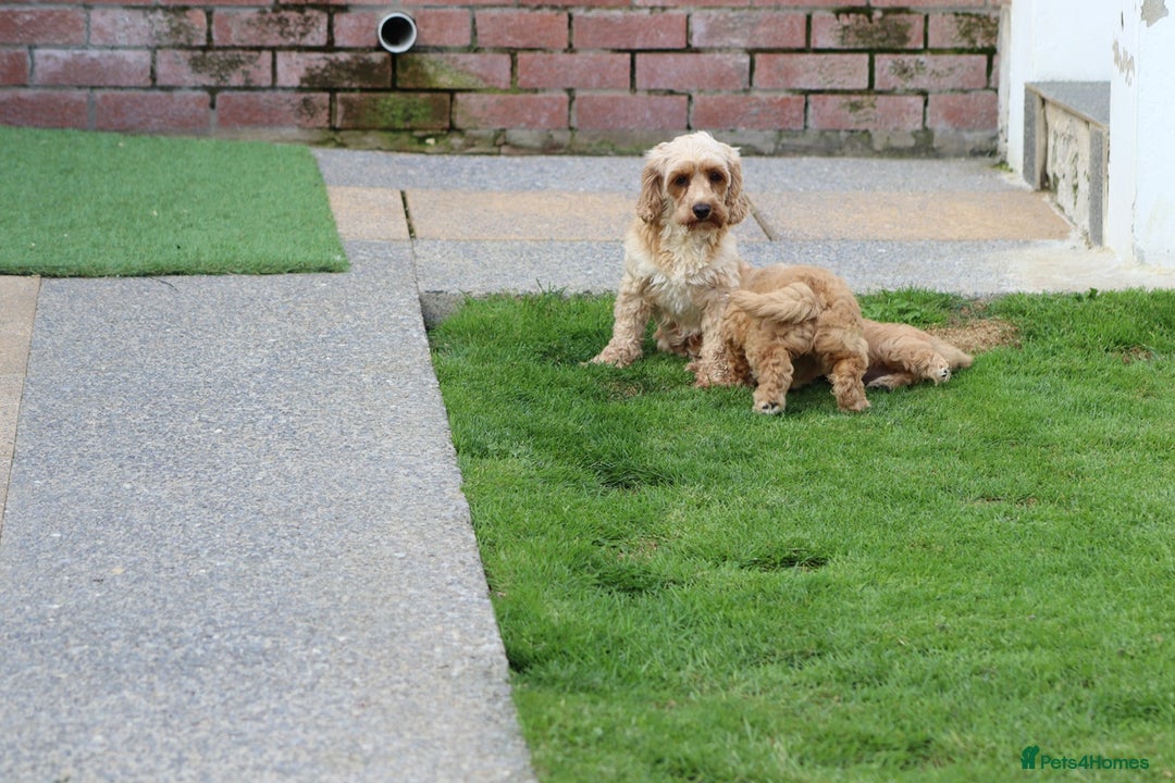 Cockapoo dogs for sale: Beautiful F1 Cockapoo puppies for sale - Image 24