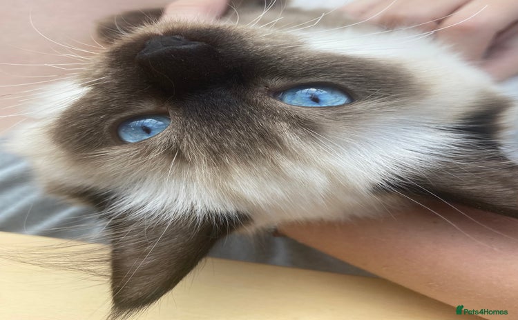 Ragdoll cats - Advert 13