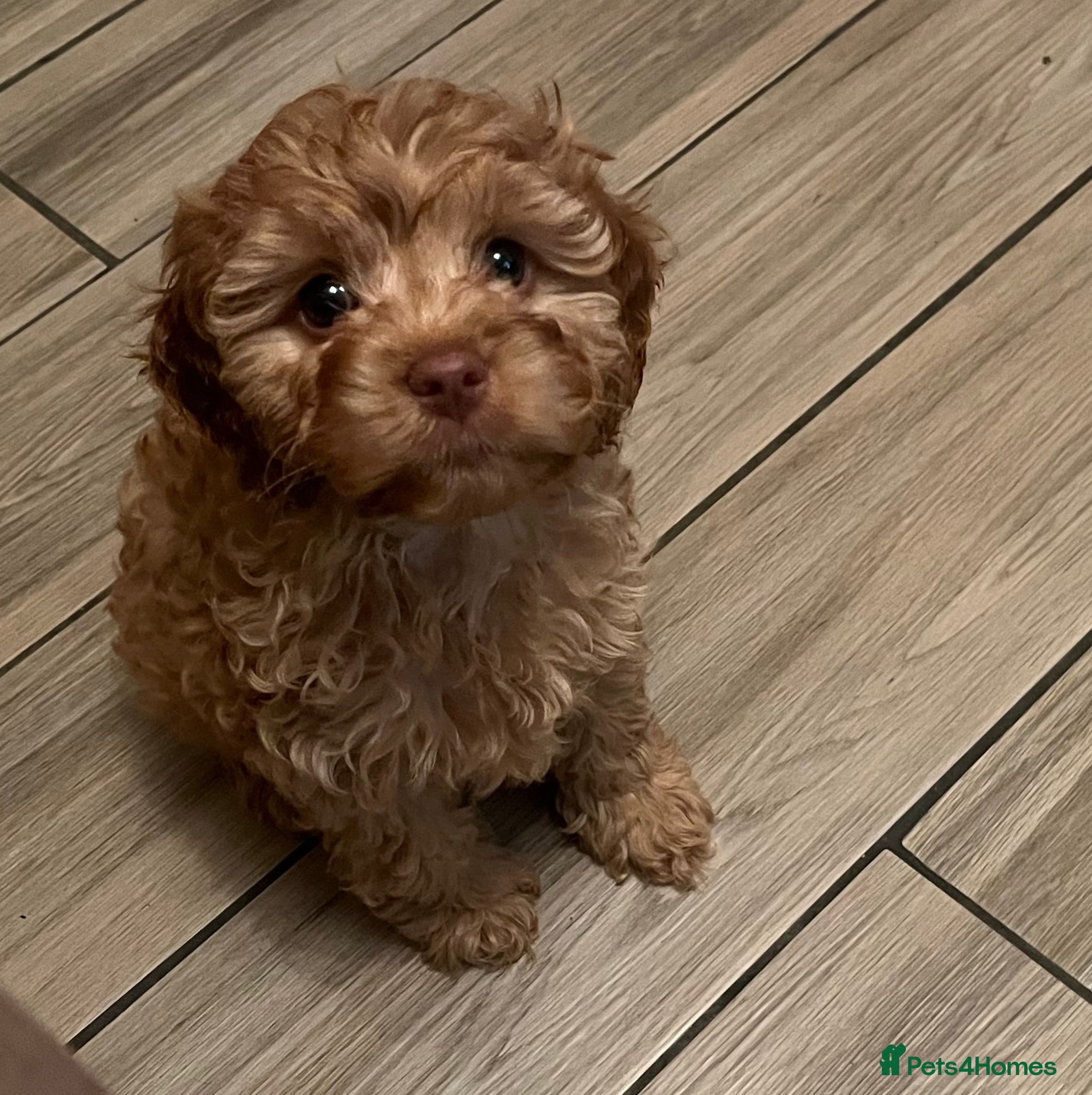 Cavapoo dogs 1 gorgeous cavapoo girl available 🐾 - Advert 7