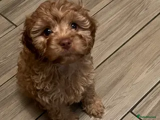 Cavapoo dogs 1 gorgeous cavapoo girl available 🐾 - Advert 7