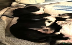 Lhasa Apso dogs for sale: 3rd generation Lhasa poo puppies  - Image 2