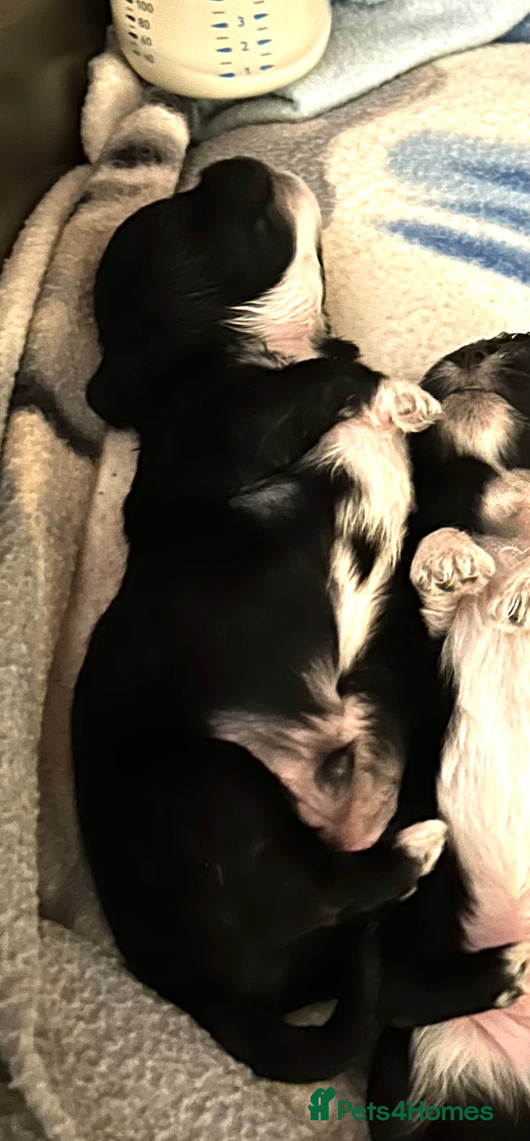Lhasa Apso dogs for sale: 3rd generation Lhasa poo puppies  - Image 2