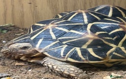 Tortoise reptiles for sale: Tortoise  - Image 5