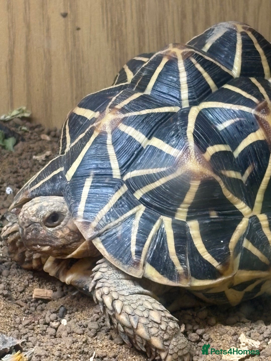 Tortoise reptiles for sale: Tortoise  - Image 5