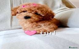 Toy Poodle dogs for sale: Tiny Toy Poodle - Image 4