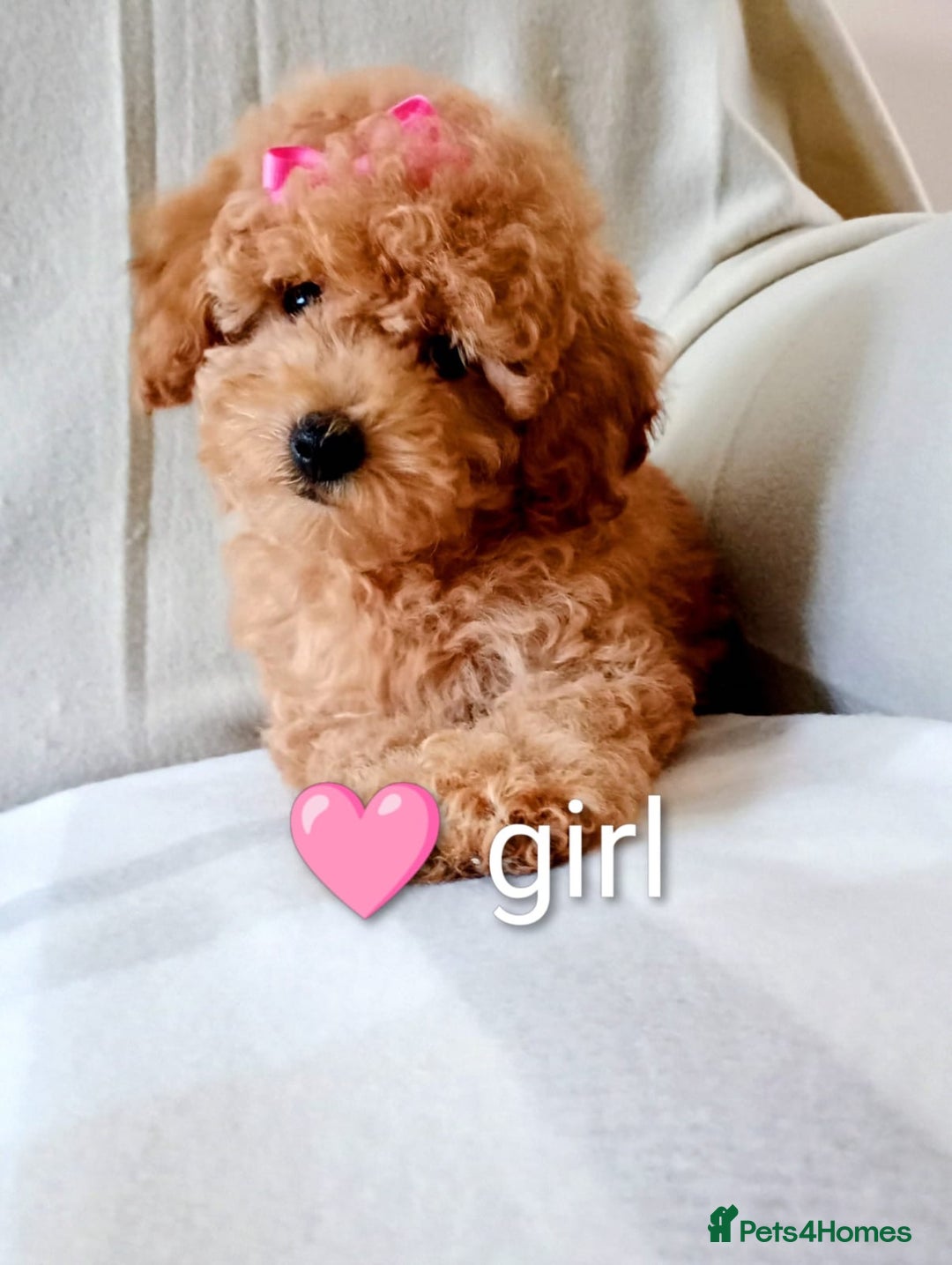 Toy Poodle dogs for sale: Tiny Toy Poodle - Image 4