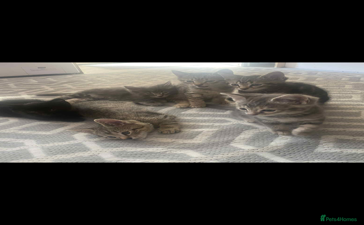 European cats - Advert 1