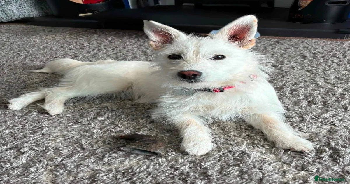 Foster Dogs for adoption | Pets4Homes