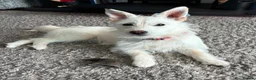 Mixed Breed dogs for adoption: ❤️🐶 SNOWY – THE SWEETEST LITTLE SOUL in Burton-on-Trent - Advert 1